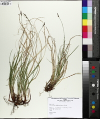 Carex nigromarginata image