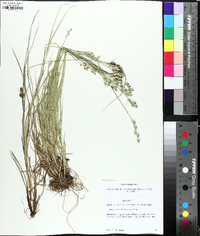 Carex longii image