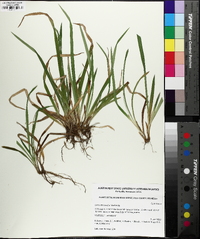 Carex abscondita image