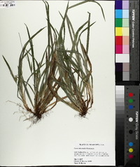 Carex abscondita image