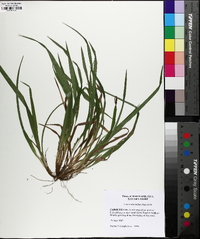 Carex abscondita image