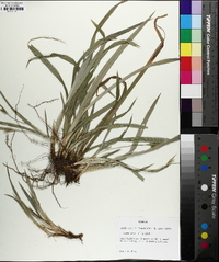 Carex abscondita image