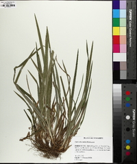 Carex abscondita image