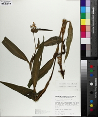 Tradescantia subaspera image