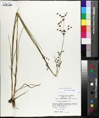 Juncus biflorus image