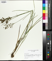 Juncus biflorus image