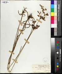 Juncus biflorus image