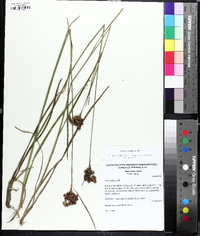 Juncus longii image