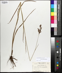 Juncus biflorus image