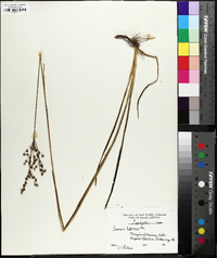 Juncus biflorus image