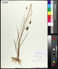 Juncus brachycarpus image