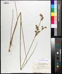 Juncus brachycarpus image