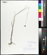 Juncus brachycarpus image