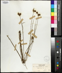 Juncus brachycarpus image