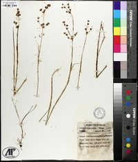 Juncus brevicaudatus image