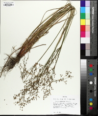 Juncus elliottii image