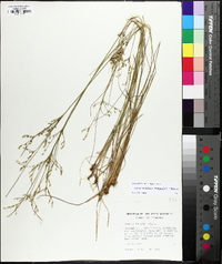 Juncus anthelatus image