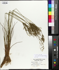 Juncus anthelatus image