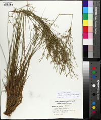 Juncus anthelatus image