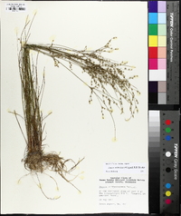 Juncus anthelatus image