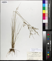 Juncus anthelatus image