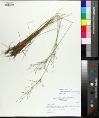 Juncus anthelatus image