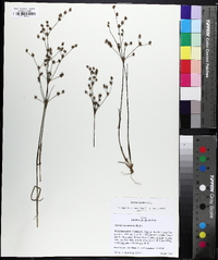 Juncus debilis image