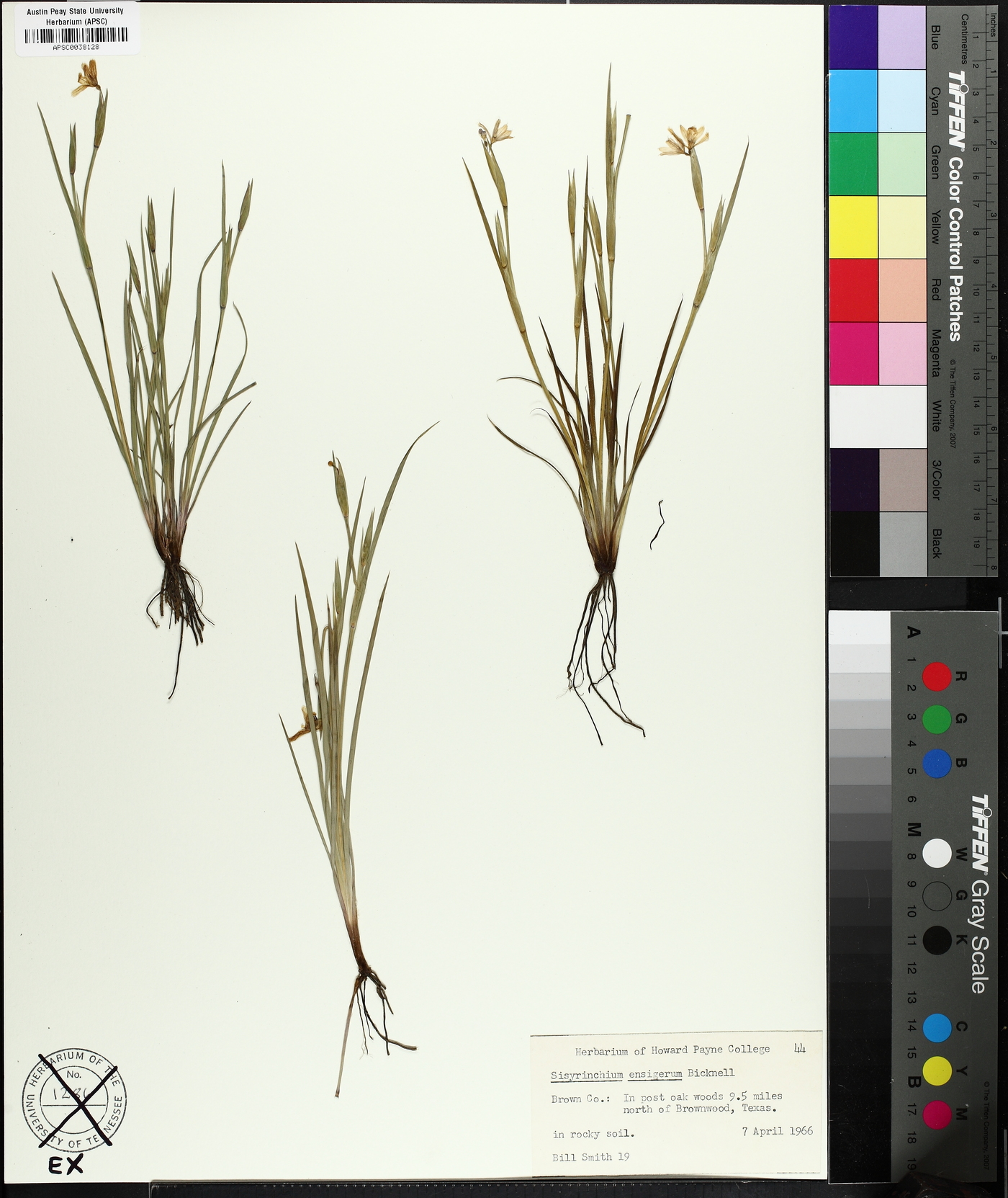 Sisyrinchium ensigerum image