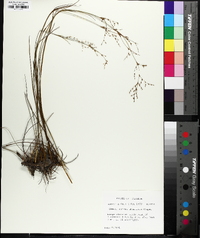 Juncus pelocarpus image