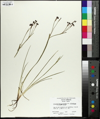 Sisyrinchium atlanticum image