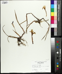 Iris verna image