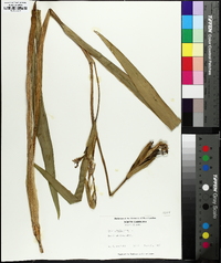 Iris pseudacorus image