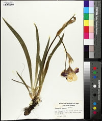 Iris flavescens image