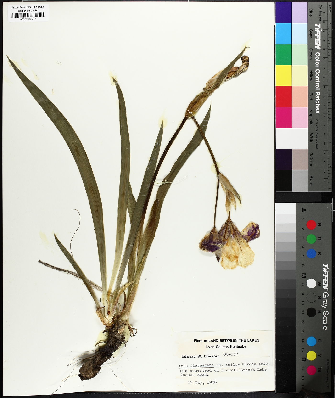 Iris flavescens image