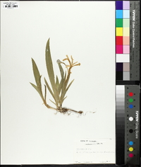 Iris cristata image