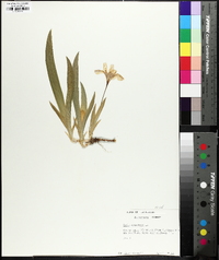 Iris cristata image