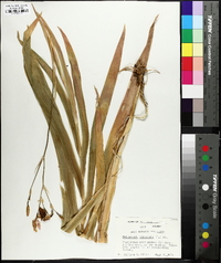 Iris domestica image