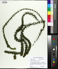 Hydrilla verticillata image