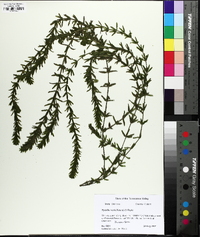 Hydrilla verticillata image