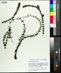 Hydrilla verticillata image