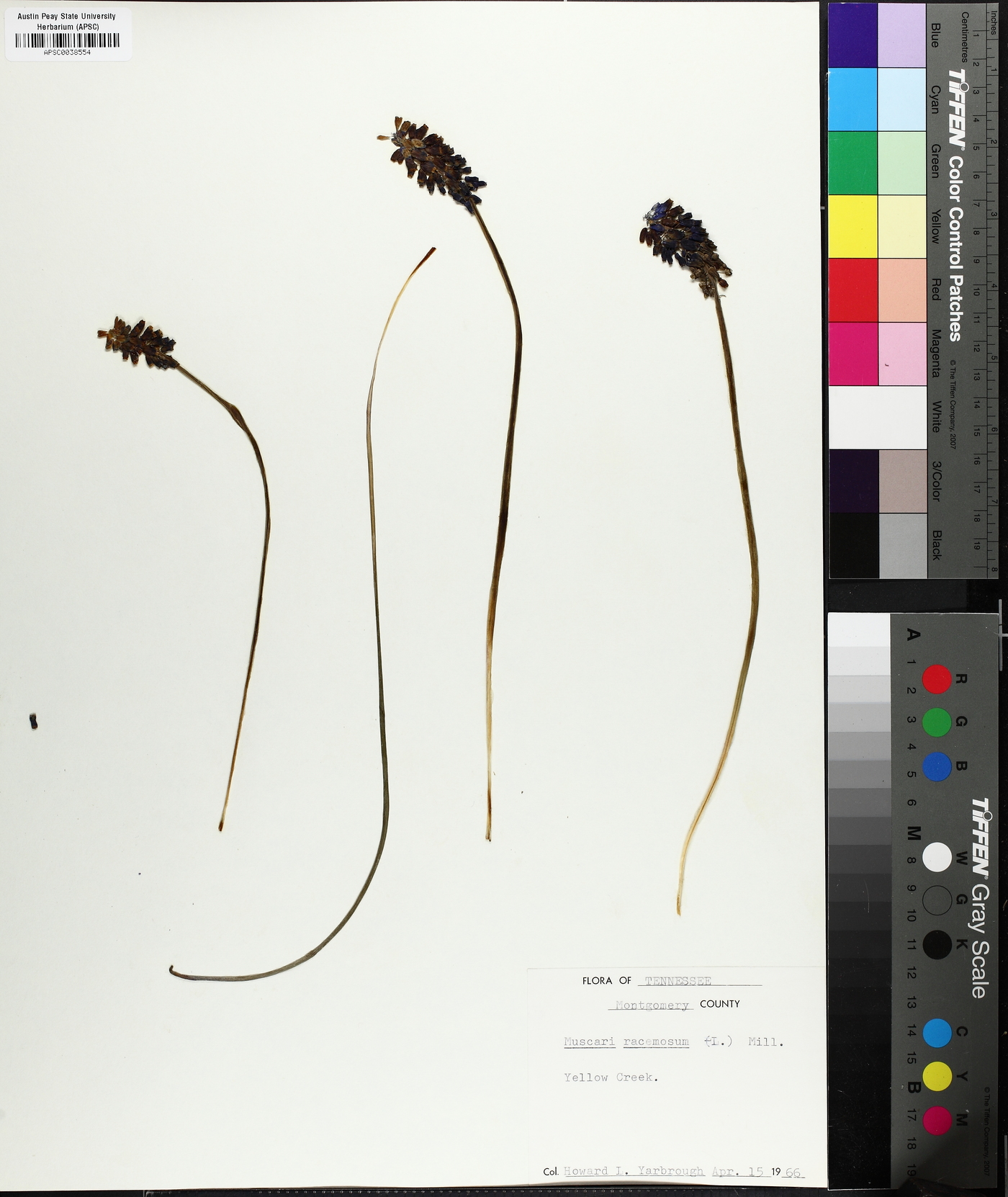 Muscari neglectum image