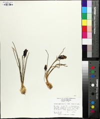 Muscari neglectum image