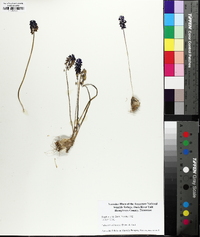 Muscari neglectum image