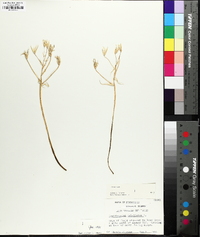 Ornithogalum umbellatum image