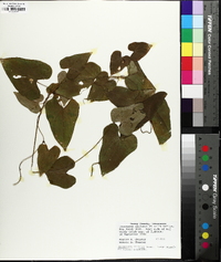 Dioscorea polystachya image