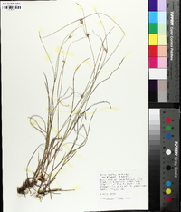 Scleria pauciflora image