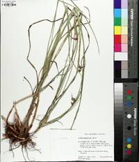 Scleria triglomerata image