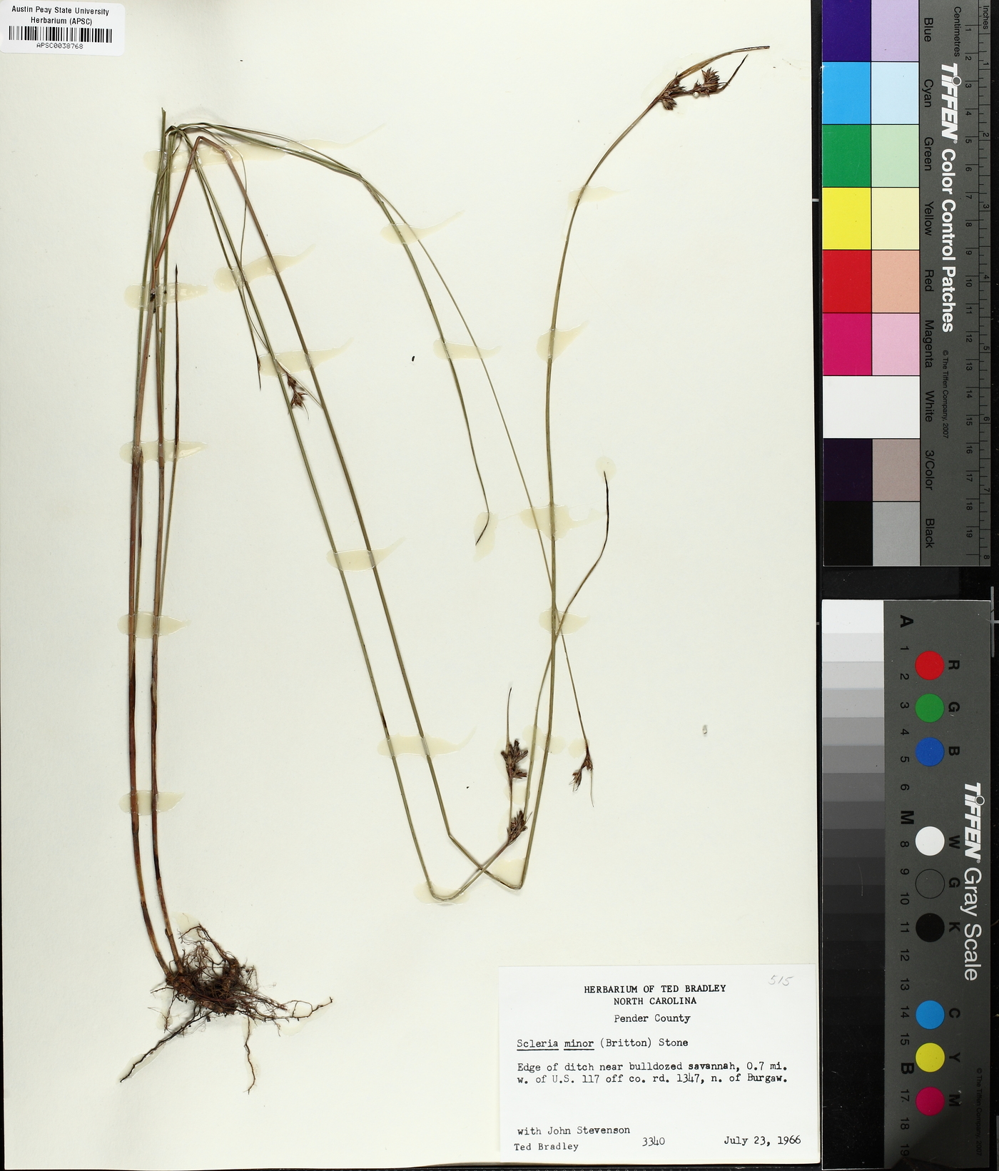 Scleria minor image
