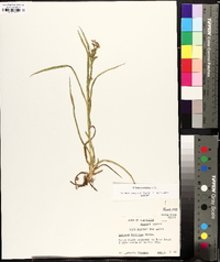 Scirpus pendulus image