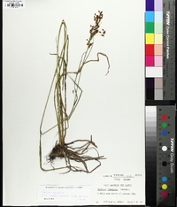 Scirpus pendulus image